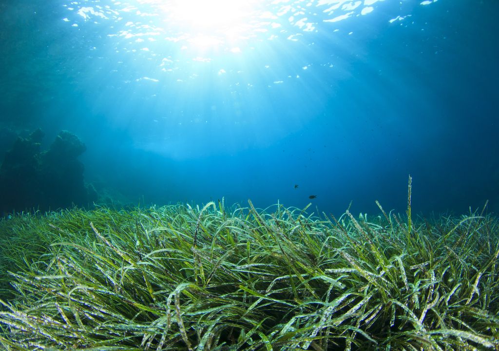 UK seagrass.