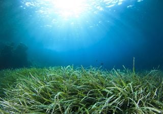 Seagrass meadows to be restored off the Welsh Coast