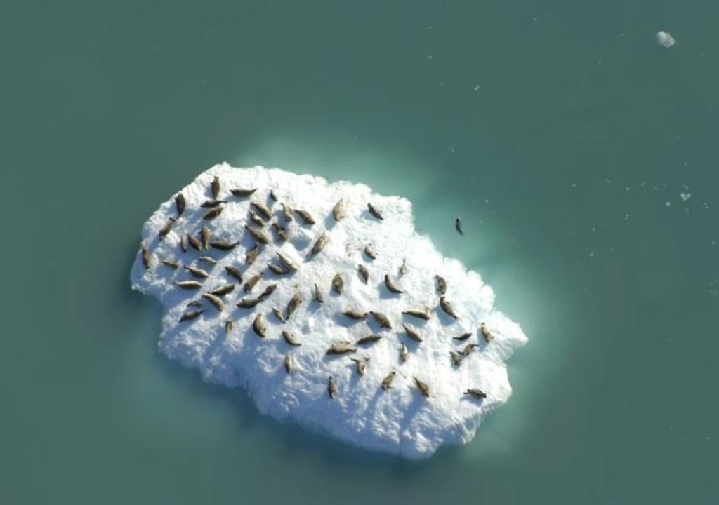 iceberg and seals