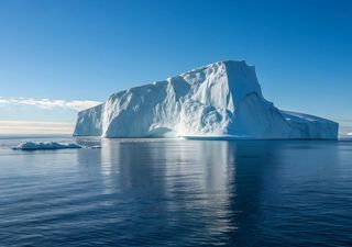 Focas que vivem em regiões geladas utilizam os icebergues como refúgio e para se deslocarem nas águas do oceano