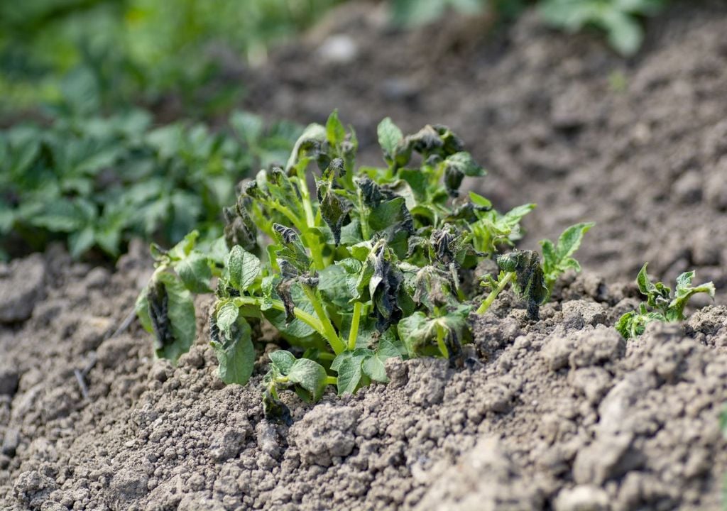 Crops such as these potatoes can be damaged by unpredictable seasons
