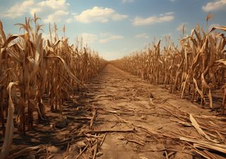 Seca assola a Hungria e provoca graves danos agrícolas: não se vivia um período tão quente neste país desde 1901