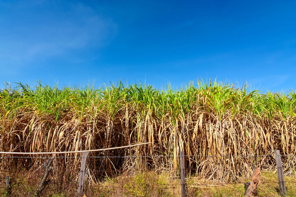 Cana de açúcar, sugarcane, cultura, seca Cana de açúcar, sugarcane, cultura, seca