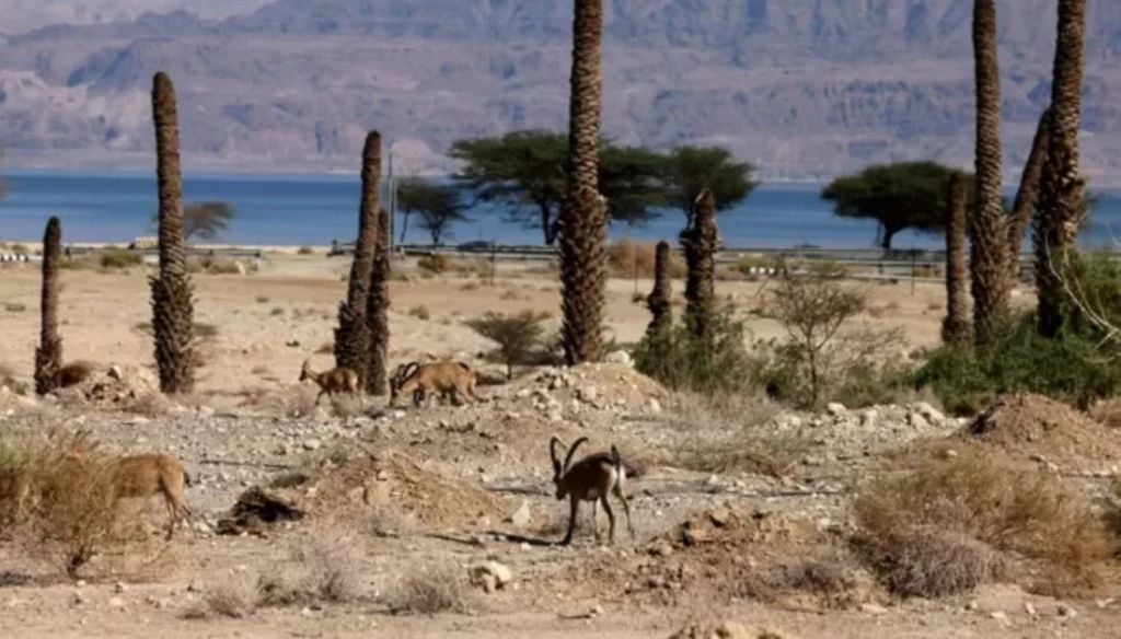 Animais e vegetação surgem perto das crateras de água doce Imagem: Getty Images… - Veja mais em https://noticias.uol.com.br/meio-ambiente/ultimas-noticias/redacao/2026/08/06/seca-do-mar-morto-gera-crateras-com-agua-doce-e-lembra-profecia-biblica.ghtm?shem=dsdf%2Csharefoc%2Cagadiscoversdl%2C%2Csh%2Fx%2Fdiscover%2Fm1%2F4&cmpid=copiaecola Animais e vegetação surgem perto das crateras de água doce. Créditos: Getty Images