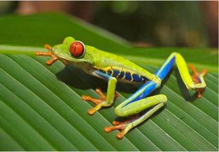 Seca e aquecimento global reduzem a atividade dos anfíbios no Brasil, aponta pesquisa na Nature