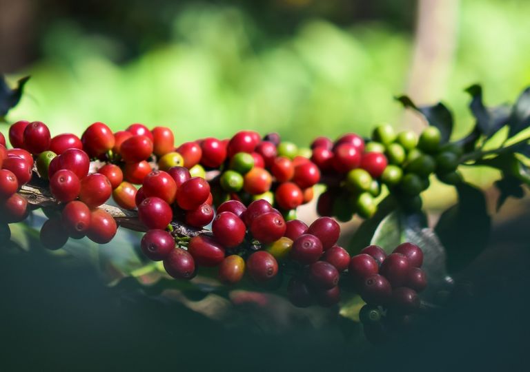 Café Café