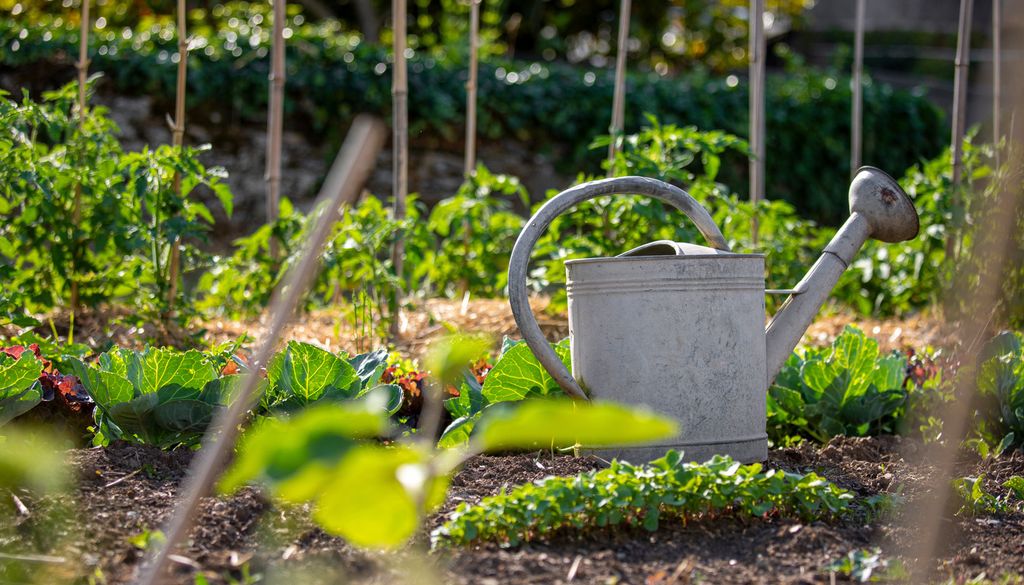 Utilisez "l'eau de chauffe" de la douche pour vos plantes du jardin.