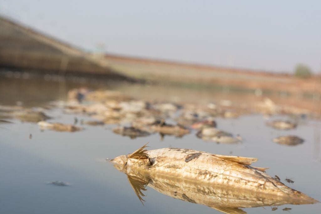 L'assèchement des cours d'eau entraîne une mortalité importante des poissons L'assèchement des cours d'eau entraîne une mortalité importante des poissons