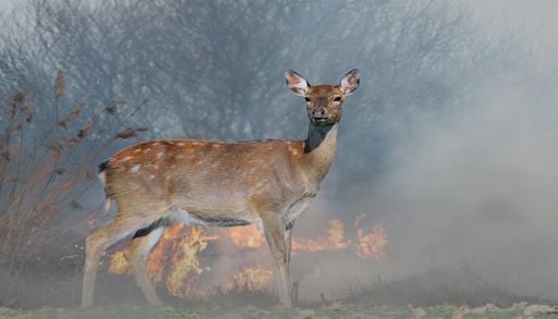 S&eacute;cheresse en France : pourquoi la nature mettra des ann&eacute;es &agrave; se remettre de l&rsquo;&eacute;t&eacute; 2026