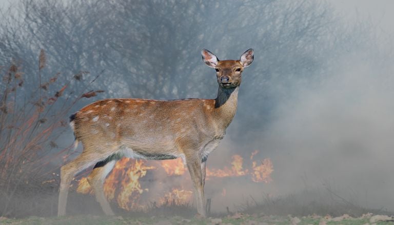 S&eacute;cheresse en France : pourquoi la nature mettra des ann&eacute;es &agrave; se remettre de l&rsquo;&eacute;t&eacute; 2026