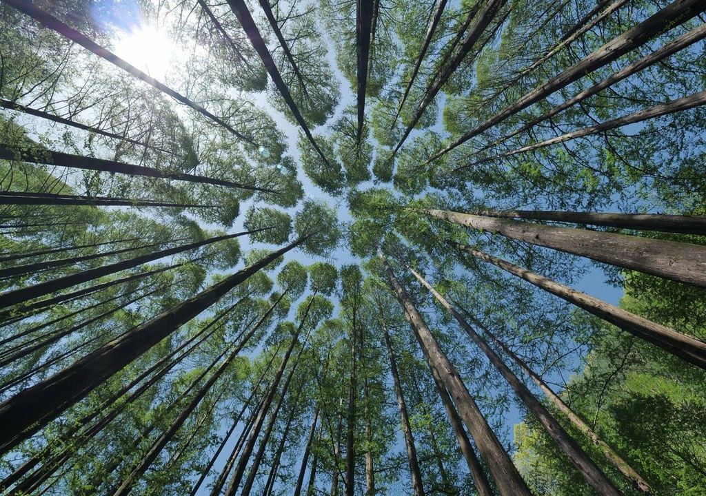Arbre Arbre
