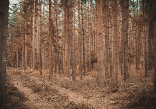 Sécheresse et chaleur : les forêts françaises meurent de soif !