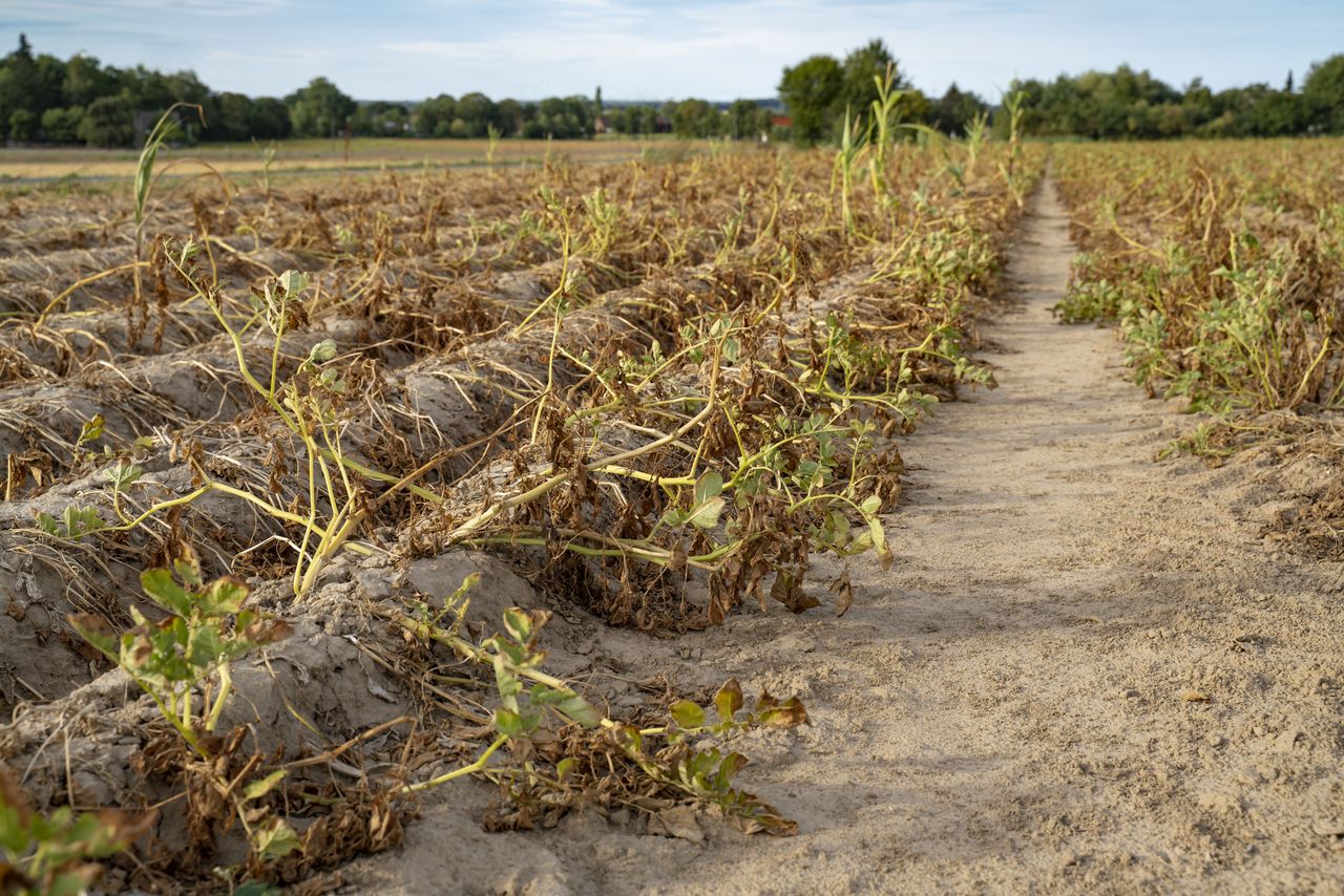 Horaires Des Séances Du Film à L'approche De L'automne Sécheresse : l’inquiétude des agriculteurs à l’approche de l’été