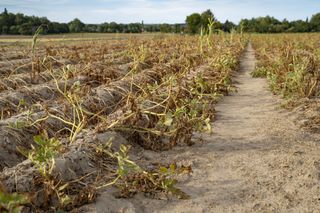 Sécheresse : l’inquiétude des agriculteurs à l’approche de l’été