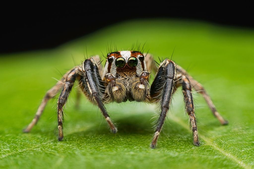 Na natureza, a engenharia da seda de aranha supera muitos materiais artificiais modernos.