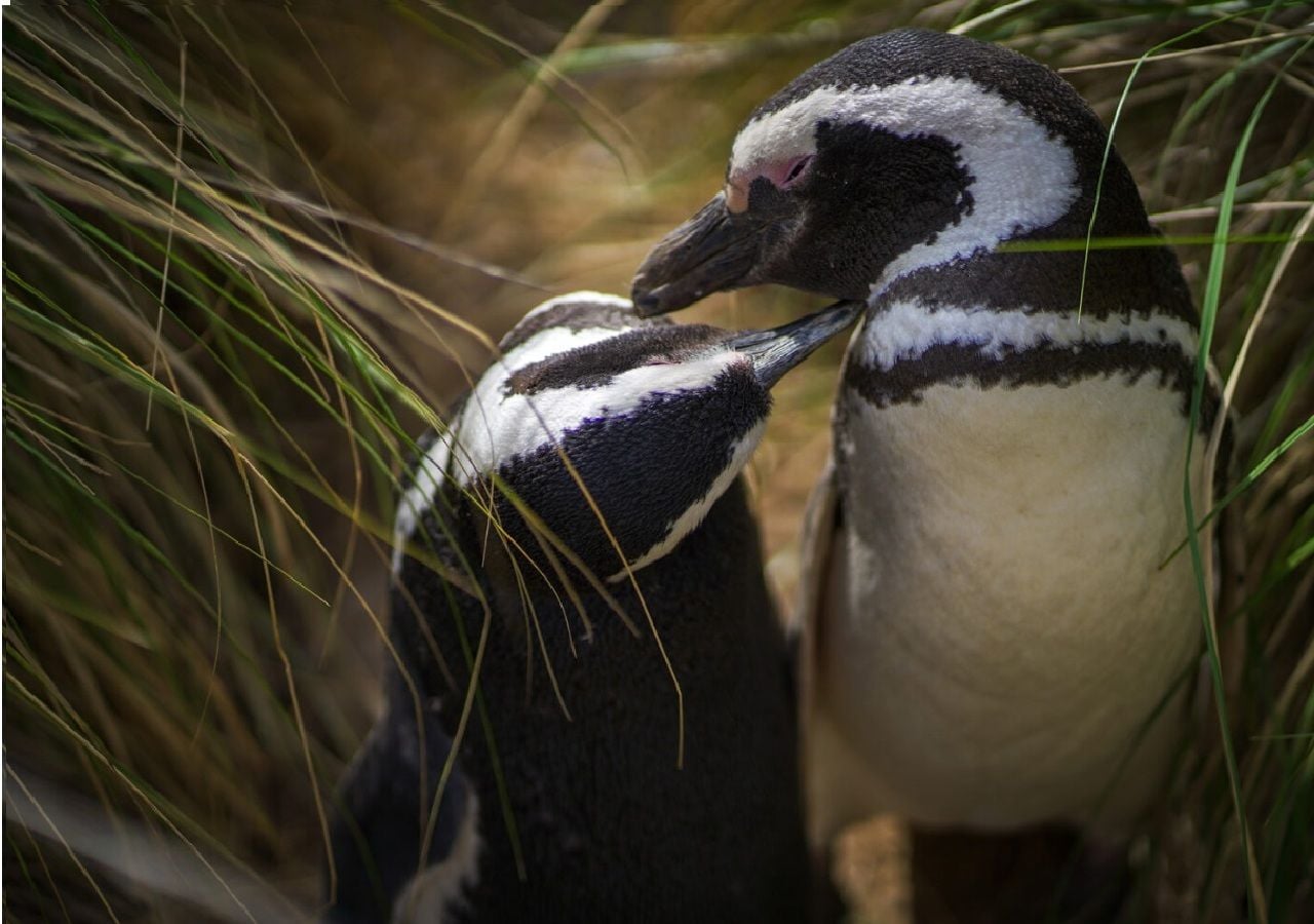 Seguí en vivo el nuevo streaming del Conicet con los pingüinos de Magallanes en la reserva Patagonia Azul. Créditos: Maike Friedrich, Rewilding Argentina.