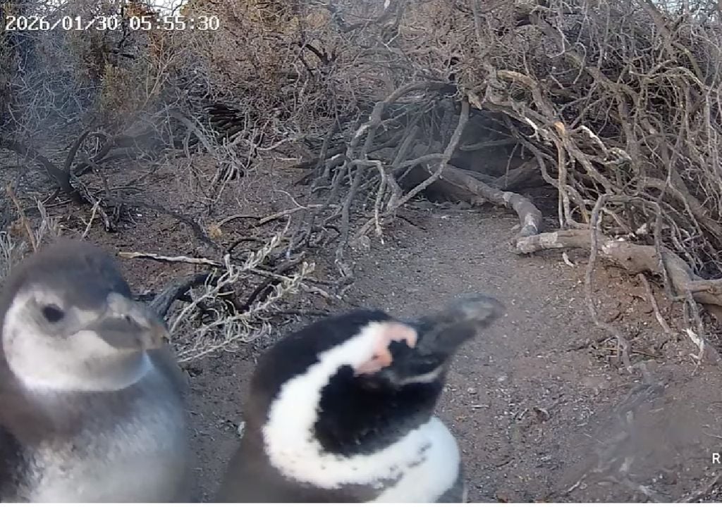 Pingüinos de Magallanes captados por las cámaras del streaming del Conicet Pingüinos de Magallanes captados por las cámaras del streaming en Patagonia Azul, Chubut, muy temprano el viernes 30 de enero del 2026. Créditos: captura del streaming Conicet-Rewilding Argentina