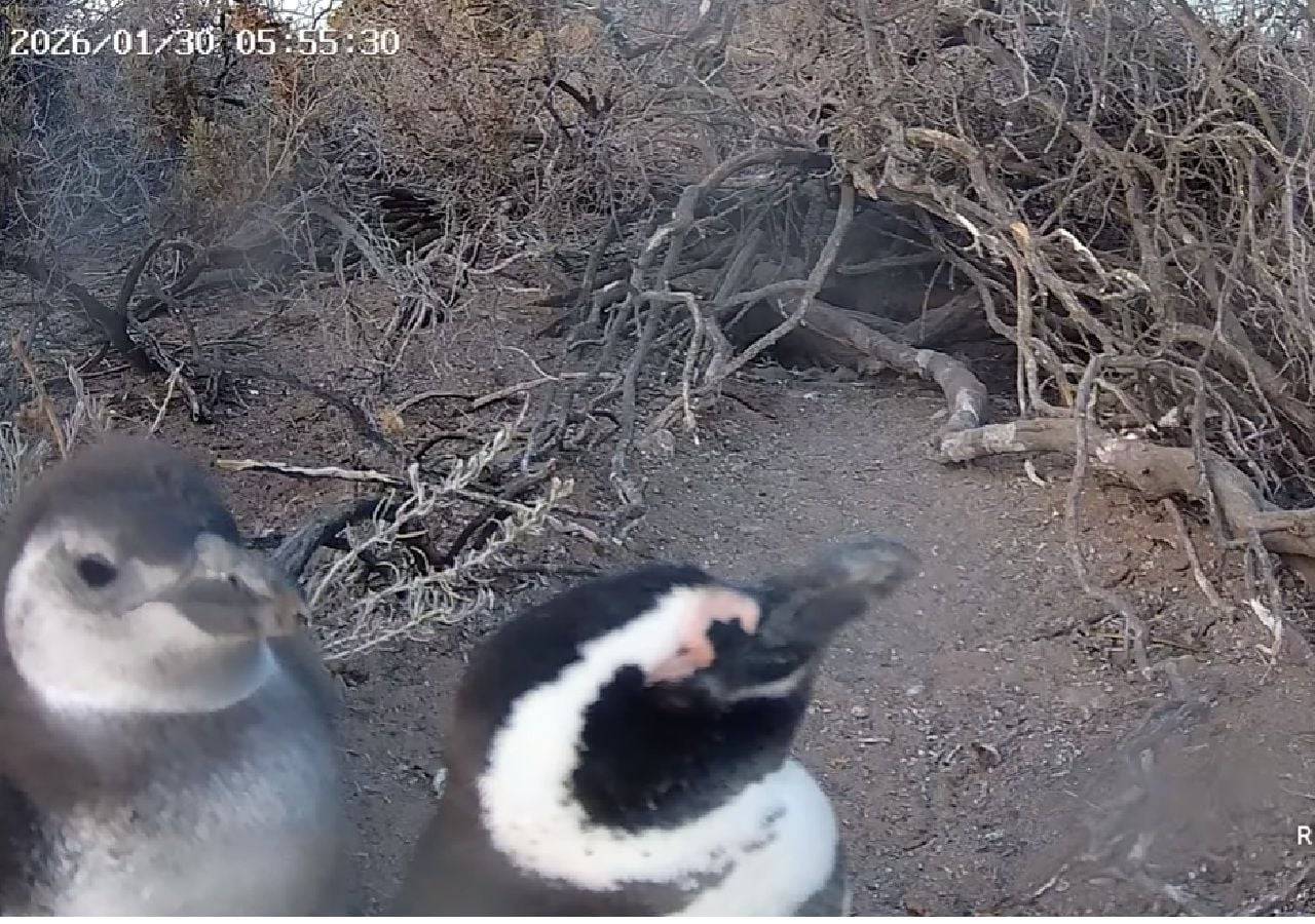 Segu� en vivo el nuevo streaming del Conicet con los ping�inos de Magallanes en la reserva Patagonia Azul