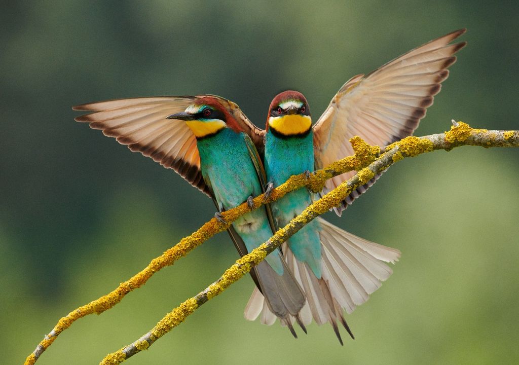 Dos aves abrazadas sobre una rama fondo naturaleza Dos aves abrazadas sobre una rama fondo naturaleza