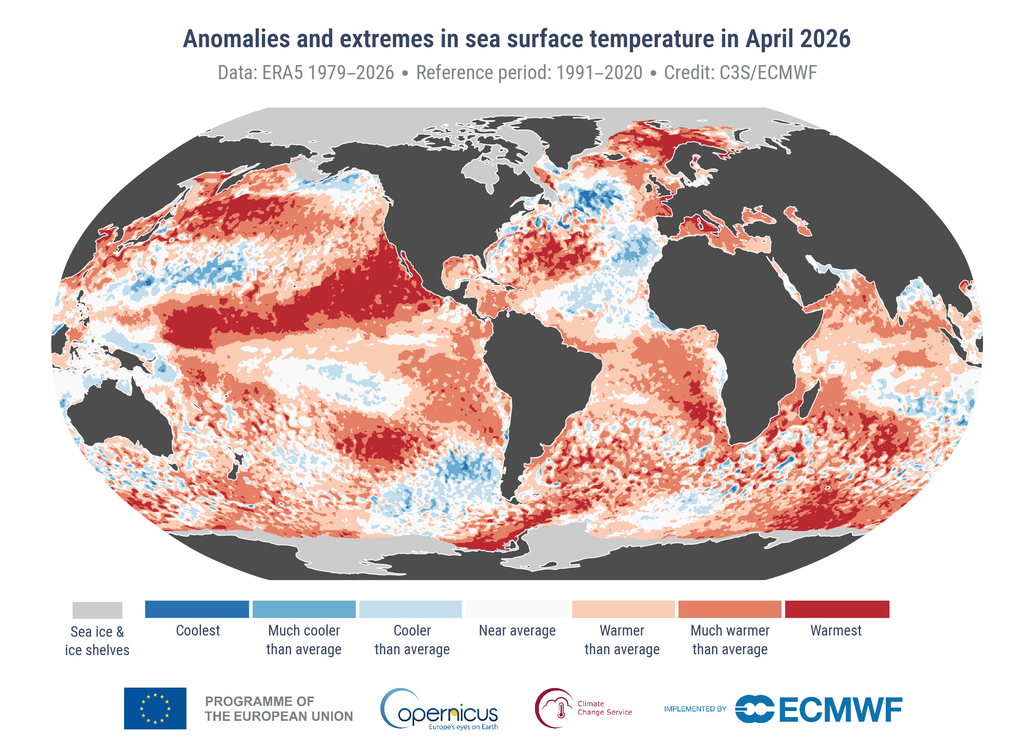 Anomalías y valores extremos de la temperatura de la superficie del mar en abril de 2026. Las categorías de color se refieren a los percentiles de las distribuciones de temperatura para el periodo de referencia 1991-2020. Las categorías extremas («Más frío» y «Más cálido») se basan en las clasificaciones de abril para el periodo 1979-2026. Los valores se calculan únicamente para los océanos sin hielo. Las zonas cubiertas de hielo marino y plataformas de hielo en abril de 2026 se muestran en gris claro. Fuente de datos: ERA5. Crédito: C3S/CEPMPM.