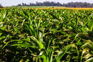 Segundo o IBGE, a safra de grãos brasileira de 2026 terá queda prevista de 3,7%