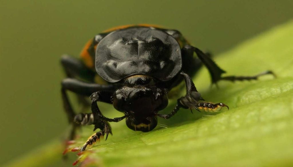 Escaravelho vermelho Investigadores descobriram que o calor extremo pode alterar os sinais químicos usados pelos insetos para reconhecer potenciais parceiros de acasalamento.