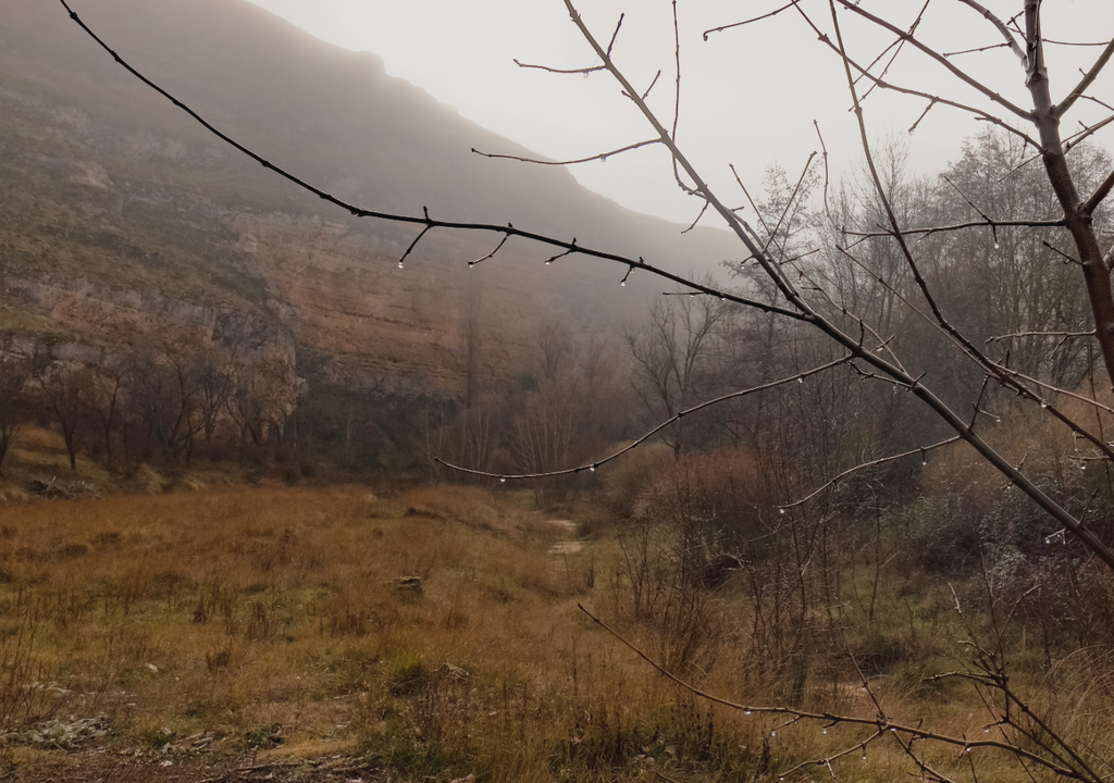 vegetación mojada después de la lluvia Sectores del norte chico y también del norte grande podrían recibir precipitaciones por el paso de una baja segregada por Chile durante la próxima semana.