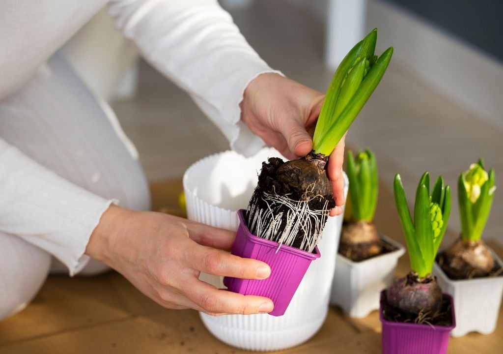 Un cepellón lleno de raíces indica que la planta ya ocupó casi todo el volumen de la maceta.