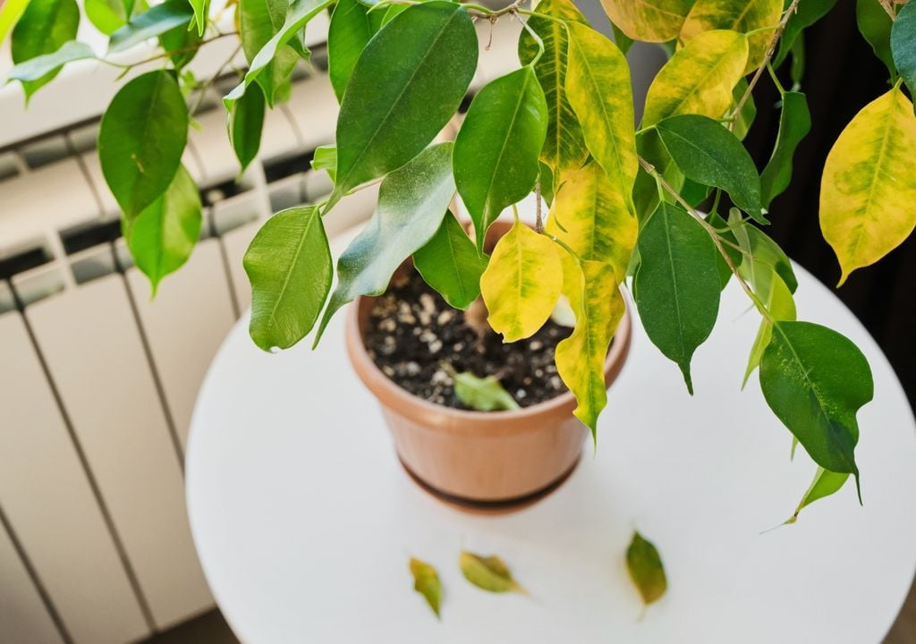 Un crecimiento desparejo o la aparición de hojas amarillas pueden indicar que las raíces ya no tienen suficiente espacio en la maceta.