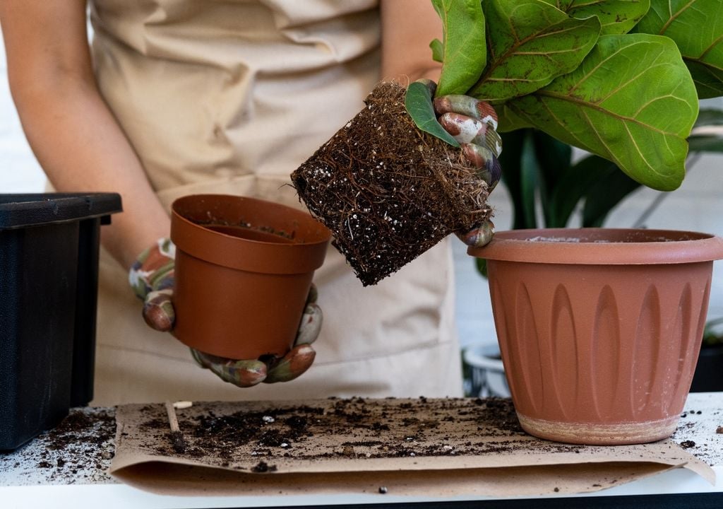 El trasplante es una oportunidad para revisar el estado general de la planta y de su sistema radicular.