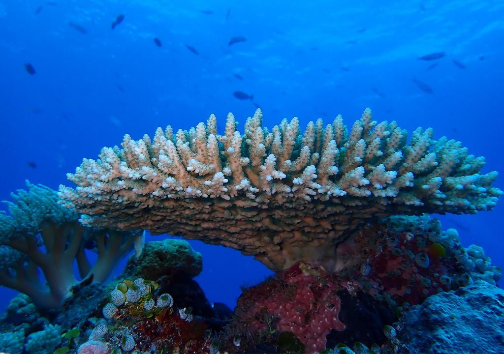 Coral heat resilience