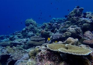 Selective breeding boosts heat tolerance in corals against marine heatwaves