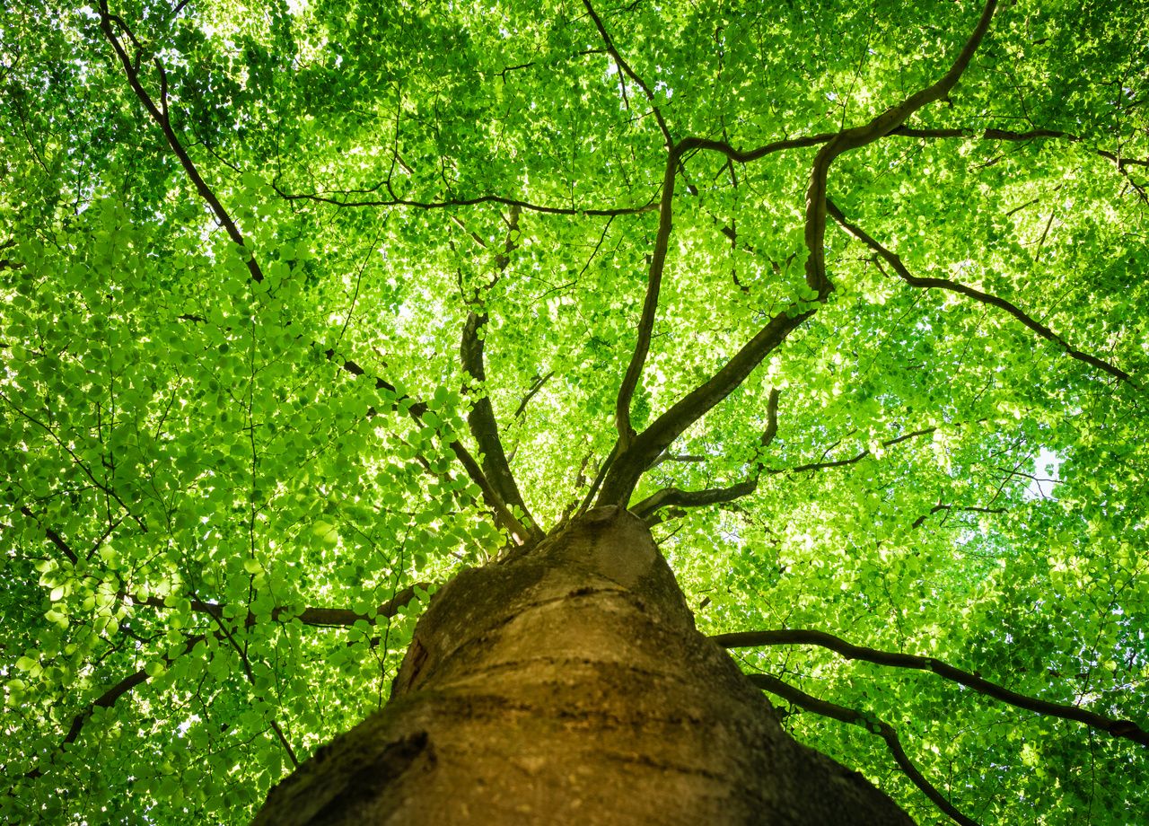 Si le hêtre (notre photo) ne semble pas menacé, 30% des 58.000 autres espèces d'arbres risquent de disparaître, selon ce rapport de la FAO.