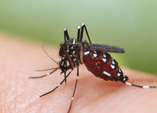 Selon une étude, la dengue et le chikungunya pourraient s'installer durablement en Europe : faut-il s'inquiéter ?