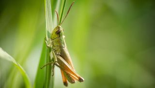 Seltene Mutation: Biologen erkl&auml;ren das Ph&auml;nomen der pinken Grash&uuml;pfer