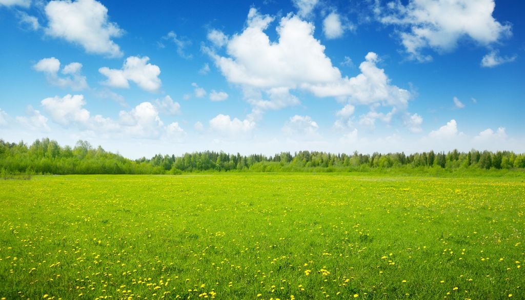 Oftmals leben Heuschrecken in Wiesen, Weiden und hohen Gräsern am Wegesrand