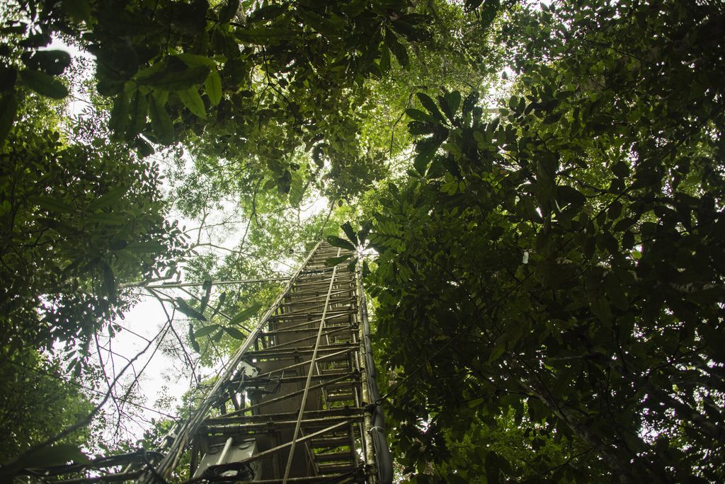 Una torre de medición de 80 metros cerca de la estación de investigación ATTO en la selva amazónica brasileña, a 150 kilómetros al noreste de Manaos. A una altura de 23 metros, justo encima del dosel forestal, el equipo de investigación recolectó muestras de aire cada hora y media a tres horas. Crédito: Dom Jack, Instituto Max Planck de Química.