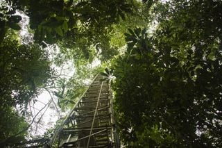 Sorpresa cient&iacute;fica: la selva amaz&oacute;nica emite nuevas mol&eacute;culas de defensa contra el estr&eacute;s durante la sequ&iacute;a de El Ni&ntilde;o