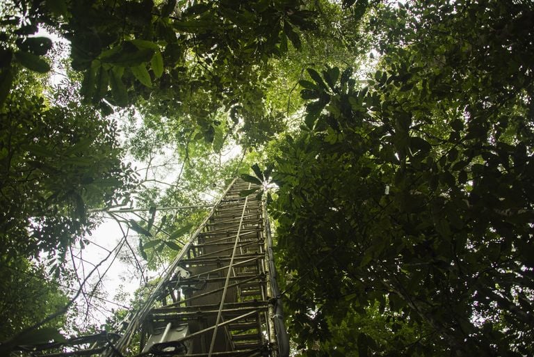Sorpresa cient&iacute;fica: la selva amaz&oacute;nica emite nuevas mol&eacute;culas de defensa contra el estr&eacute;s durante la sequ&iacute;a de El Ni&ntilde;o