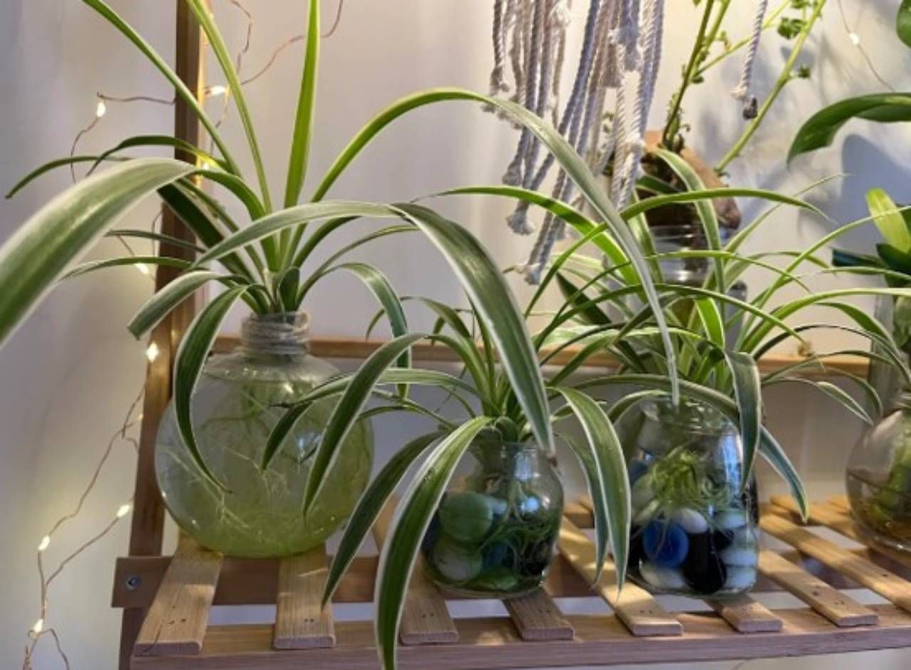 is jade a succulent Jade Plant