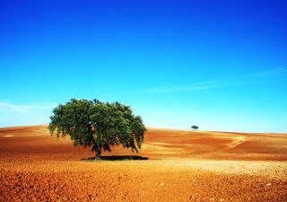 Sem chuva à vista, o anticiclone "comanda" em Portugal: até quando?