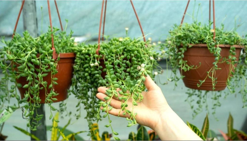 O colar-de-melancias (Curio herreanus), também conhecido como rosário, chama a atenção pelas folhas ovais com listras que lembram a superfície de uma melancia. Crédito: Divulgação.