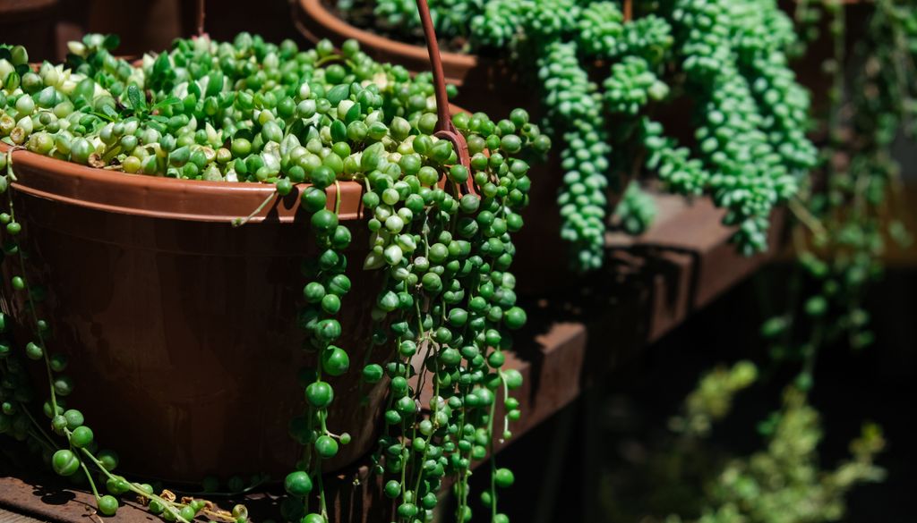 O colar-de-pérolas (Senecio rowleyanus) forma uma bela cascata de ramos com pequenas ‘pérolas’ que pode atingir comprimentos consideráveis.