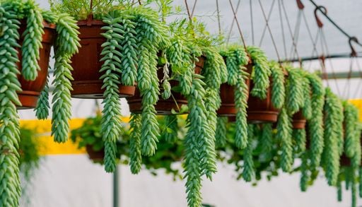 Sem espa&ccedil;o para jardim? Estas 5 suculentas pendentes deixam a varanda muito mais bonita