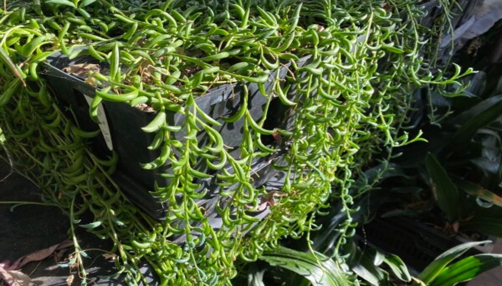 A suculenta colar-de-bananas (Curio radicans) possui folhas pequenas, alongadas e levemente curvadas, semelhantes a bananas em miniatura. Crédito: Divulgação.