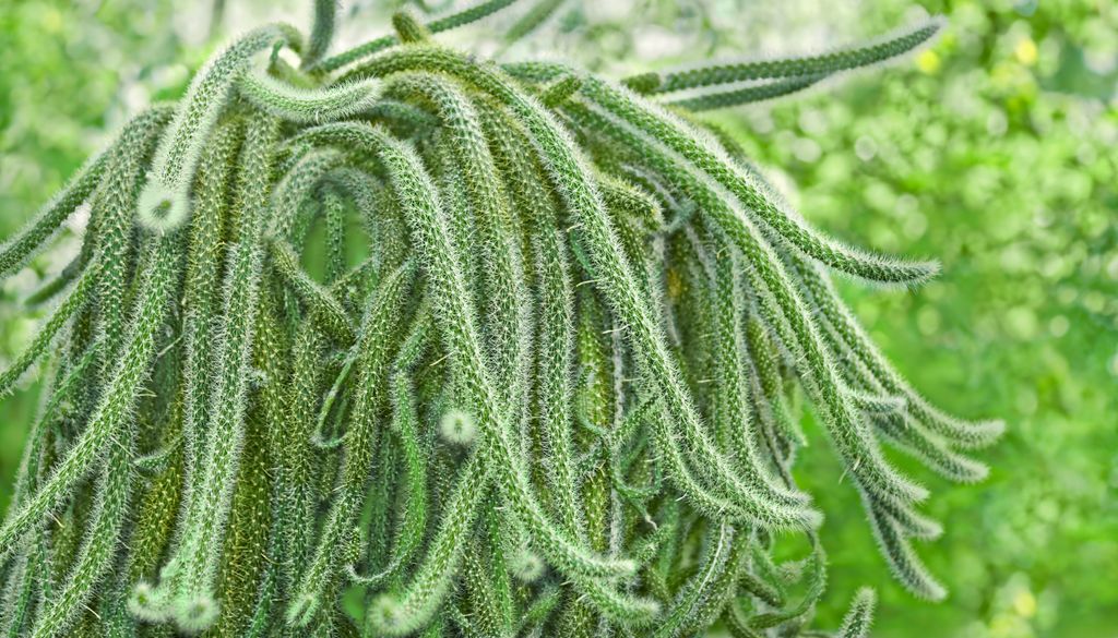 O cacto-rabo-de-rato (Disocactus flagelliformis) é amplamente cultivado como planta ornamental devido às suas hastes longas e flexíveis e à sua floração exuberante.