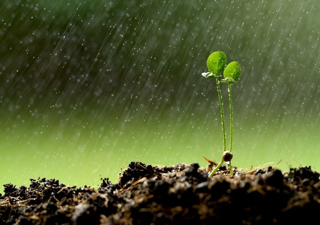 Brote de una planta bajo la lluvia