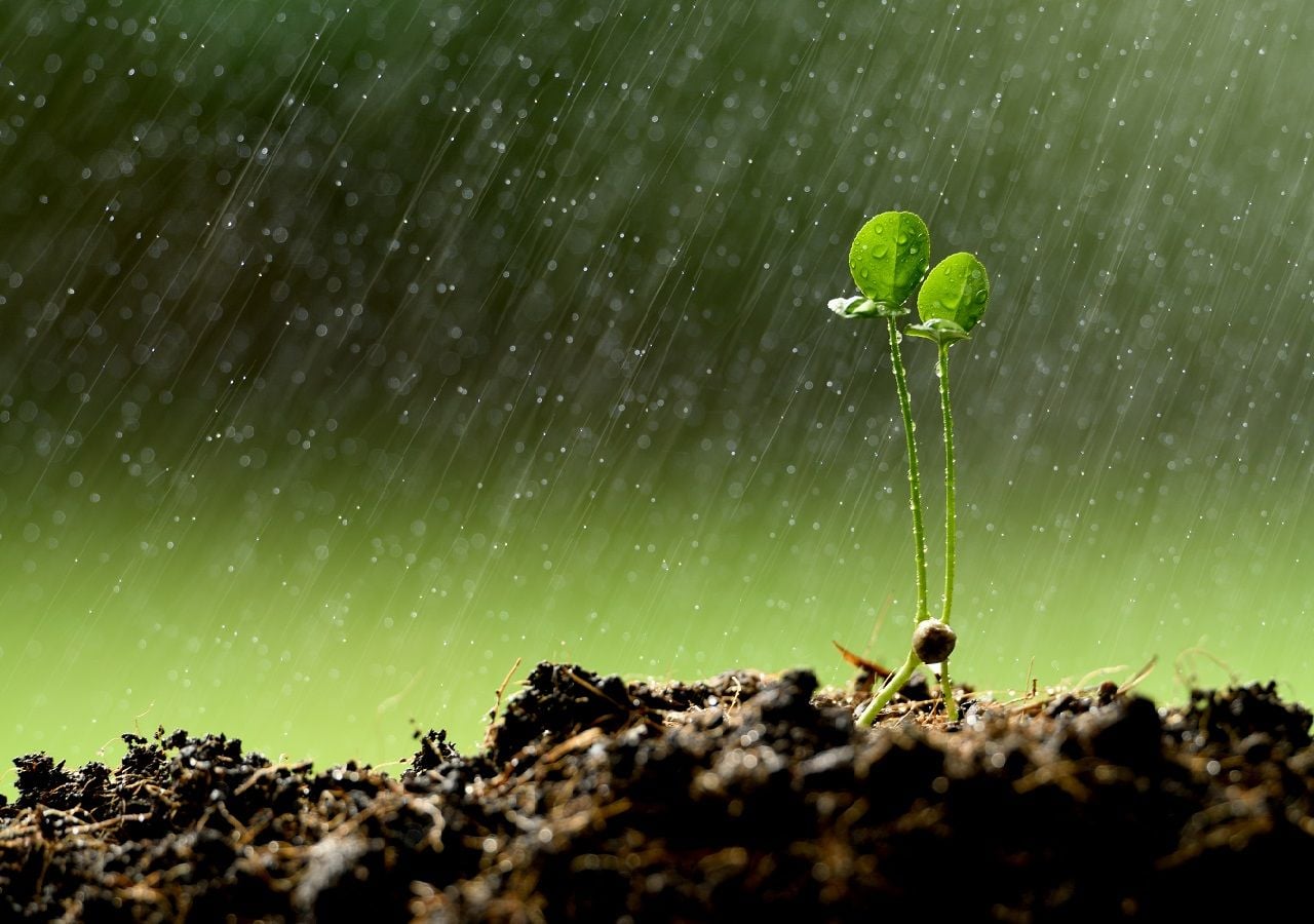La tan ansiada lluvia para la zona central, nos entrega un brote de esperanza en este tiempo de hipersequía, tal como aquella planta que renace, mostrándonos que no todo está perdido.