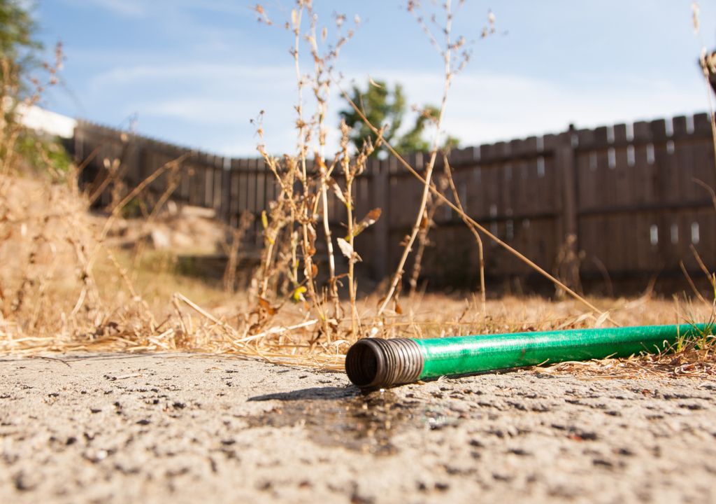 Mangueira em um quintal com solo extremamente seco.