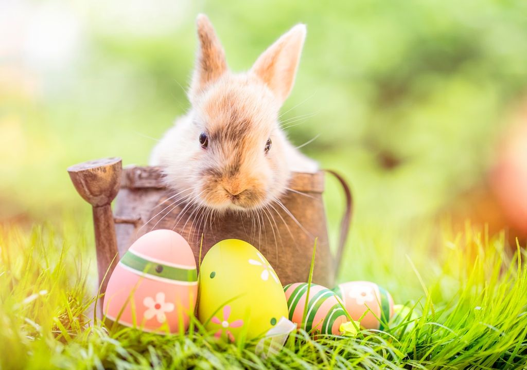 Conejo dentro de un recipiente con huevos decorados en la parte de adelante, sobre el pasto